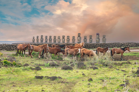A group of horses grazing in front of the Moai Statues on Easter Island