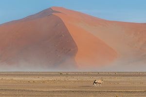 An Oryx on the Red Sand Dunes of Namibia