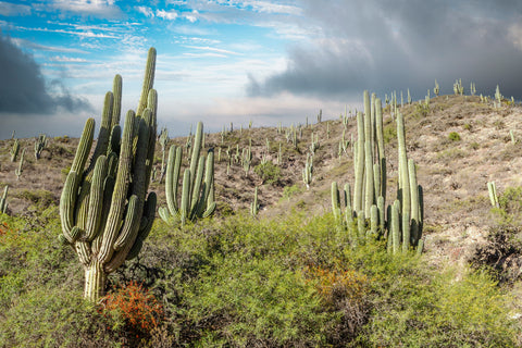 Cactus fields in Cafayate, Salta in Argentina