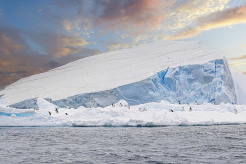 Penguins on an Ice Sheet, Antarctica