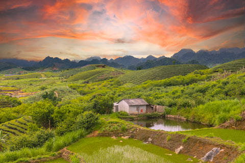 Rice Fields of Moc Chau, Vietnam. Framed acrylic photo and unframed photo for sale and free shipping in the USA.