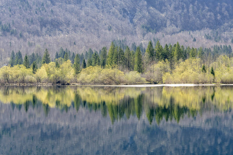 Trees Reflecting on Lake Bohinj, Slovenia