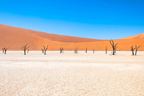 Skeleton Trees in Namibia, Africa