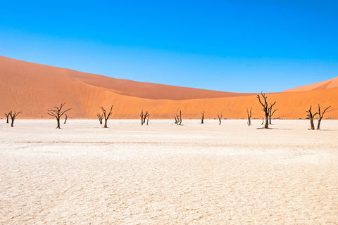 Skeleton Trees in Namibia Africa
